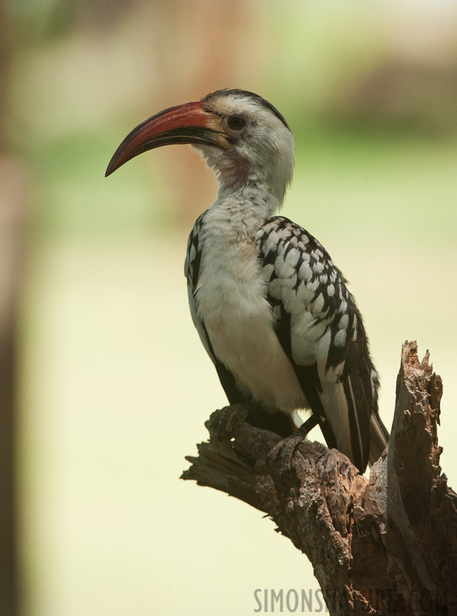 Tockus erythrorhynchus [400 mm, 1/1250 Sek. bei f / 8.0, ISO 1600]